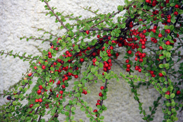 Red berries