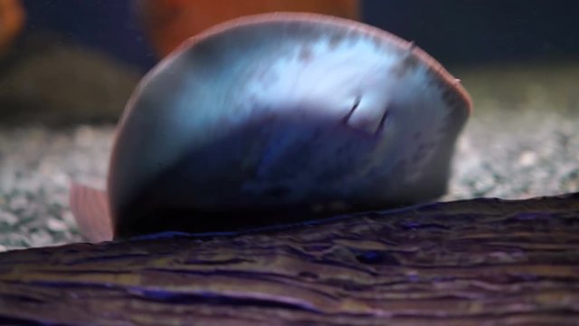 Beautiful stingray aquarium