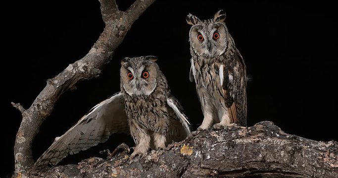 Long Eared Owl, asio otus, Adults, Pair, Normandy in France, Real Time 4K