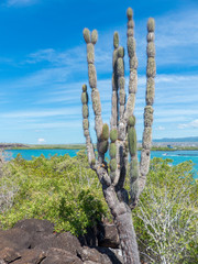 Typical Landscape on Santa Cruz Island Galápagos Islands Ecuador 