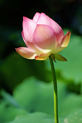 Bright and colorful Sacred Lotus blossoming