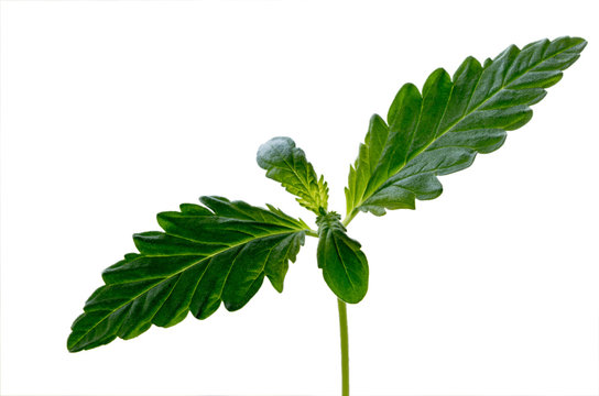 A sprout plant of a hemp isolated on the white background. The texture of the young shoot of a marijuana plant with the first leaves.