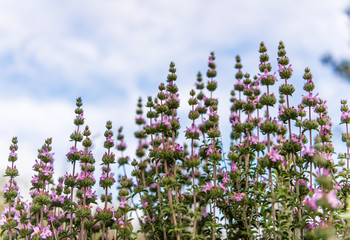 Pink flowers of wild origanum vulgare or common oregano, wild marjoram. Mediterranean herbs
