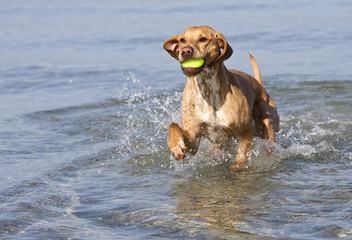 Dog at the beach