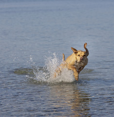 Dog at the beach