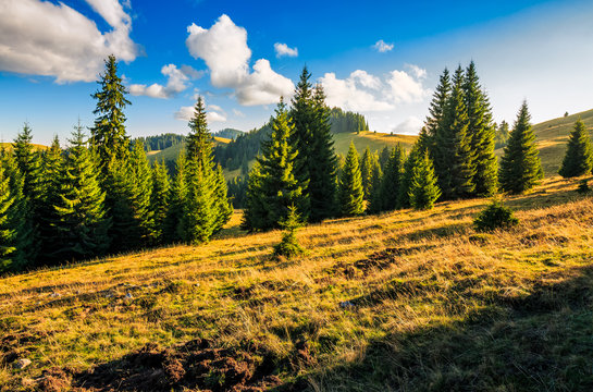 Conifer forest in classic Carpathian mountain Landscape