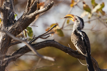 Yellow hornbill in South Africa