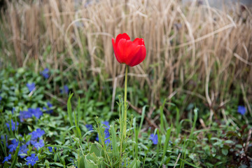 Tulip in the garden