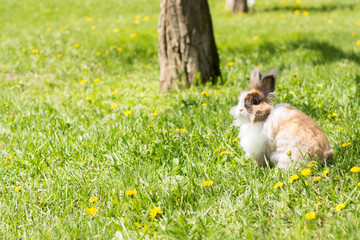 Rabbit in the clearing