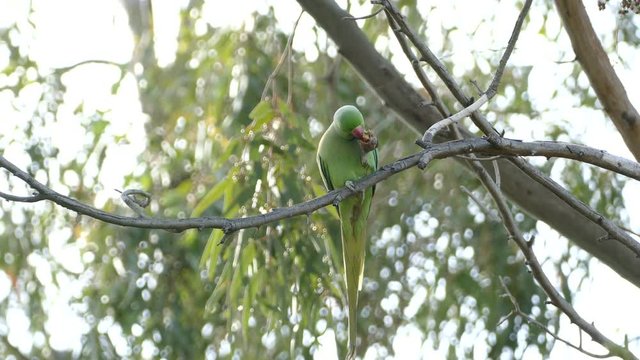 Little parrot eating nut in tree in park Valencia