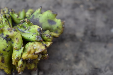 the fruit of tree on the ground