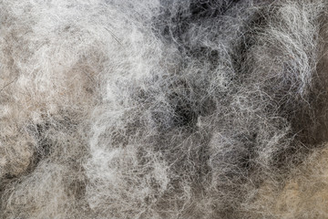 Hundehaarallergie als Auslöser vieler Beschwerden