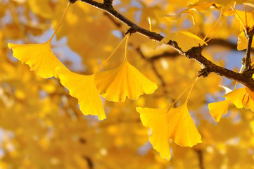 feuillage jaune du Gingko en automne 