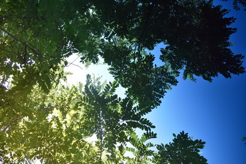 the beauty of nature in a sunny day