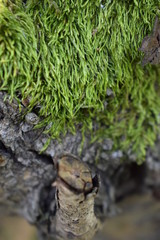  moss on the bark of the stump