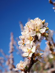 Cherry flowers blossom oriental white against  background  blue sky with sunshine beams  macro shot.