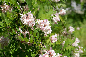 Branches of densely blossoming acacia