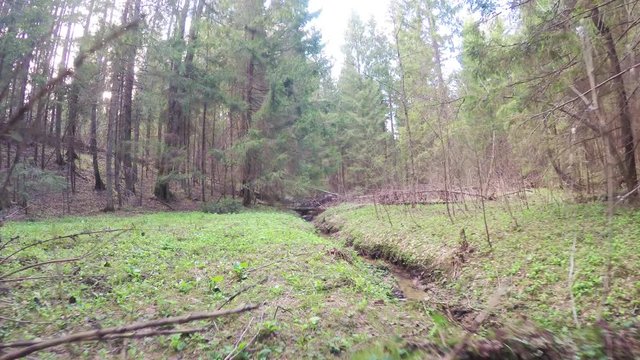 Spring forest with a windbreak
