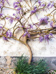 Purple wisteria plant growing in Portugal © MagdalenaPaluchowska