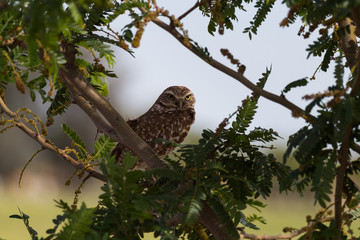 Burrowing Owl in Tree