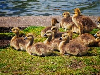 Goslings 