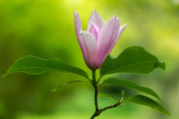 Magnolia grandiflora 'Heaven scent' flowers. Magenta blossom of ornamental shrub in the family Magnoliaceae, flowering in the UK in spring
