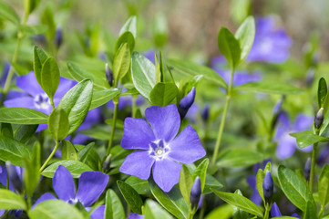 Vinca minor lesser periwinkle flower, common periwinkle in bloom, ornamental creeping flowers