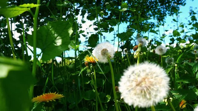 Dandelions in the meadow filmed with slider in spring