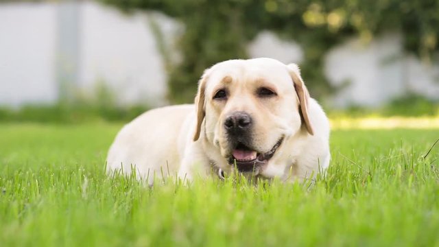 Dog breed labrador retriever on walk in park. Beautiful dog lying in the meadow and looking. Pet and domestic animal concept.