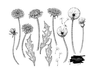 Fototapeta premium Zestaw do rysowania kwiat wektor mniszek. Izolowane dzikie rośliny i latające nasiona. Zielarski