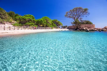 Photo sur Plexiglas Plage de Palombaggia, Corse Célèbre pin sur la plage de Palombaggia, Corse, France
