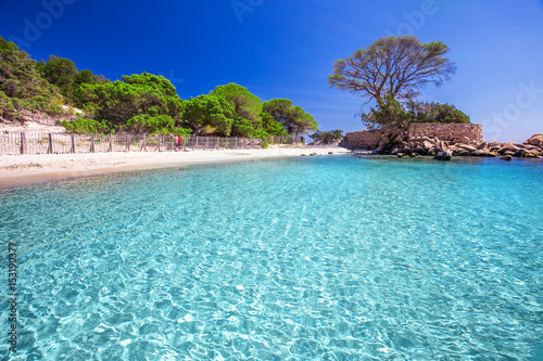 Famous Pine Tree On Palombaggia Beach Corsica France Famous Pine Tree On Palombaggia Beach Corsica France