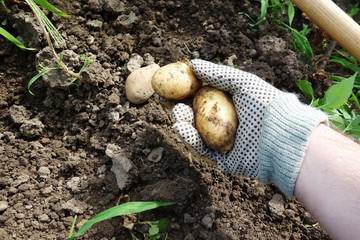 Kartoffeln ernten