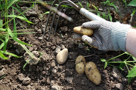 Kartoffelanbau Bilder Durchsuchen 3,657 Archivfotos,