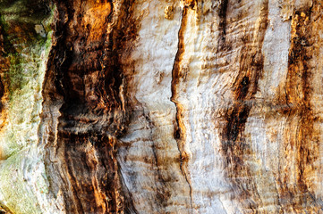 Wood texture background Close-up of old dead wood that is stained and pitted with a rough textured surface