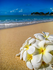 Plumeria in Paradise