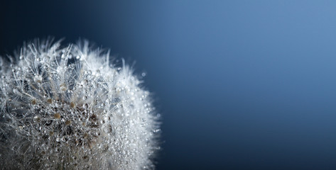 big dandelion with water drop on a blue background