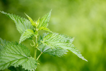 Green stinging nettle (urtica dioica), used in alternative medicine