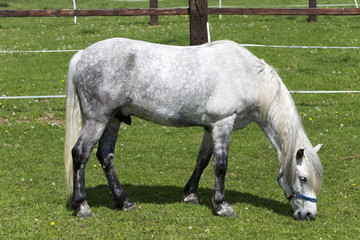 Fototapeta premium Grazing Horses on the green Pasture