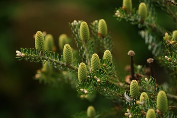 Coniferous tree in springtime with young cones