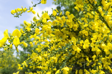 A close-up shot of the yellow blooms of a genista maderensis bush.