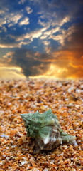 Seashell on sand