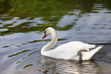 Naklejka premium Mute swan on water surface