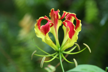 Gloriosa Lily Bloom 