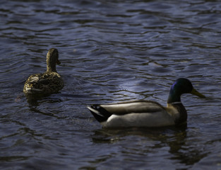 ducks swimming