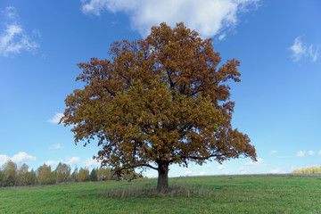 Fototapeta na wymiar A lone oak on the field in autumn.