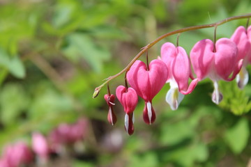 Bleeding heart flowers close-up