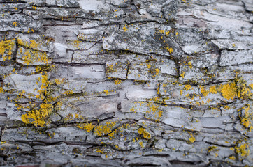 The bark of a tree is covered with a moss