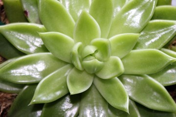 succulent plant from above close-up