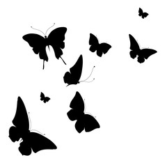 black butterfly, isolated on a white